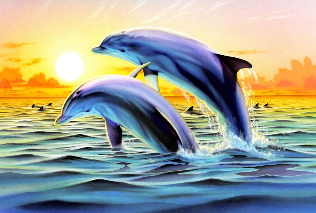 Dolphin Duo Variant 2